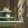birdbathent profile photo